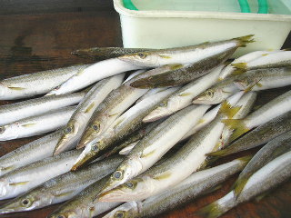 干物の原料となる魚は厳選された鮮魚を使用