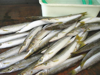 干物 鮮魚の通販 こだわり製法 越紋商店 千葉県南房総